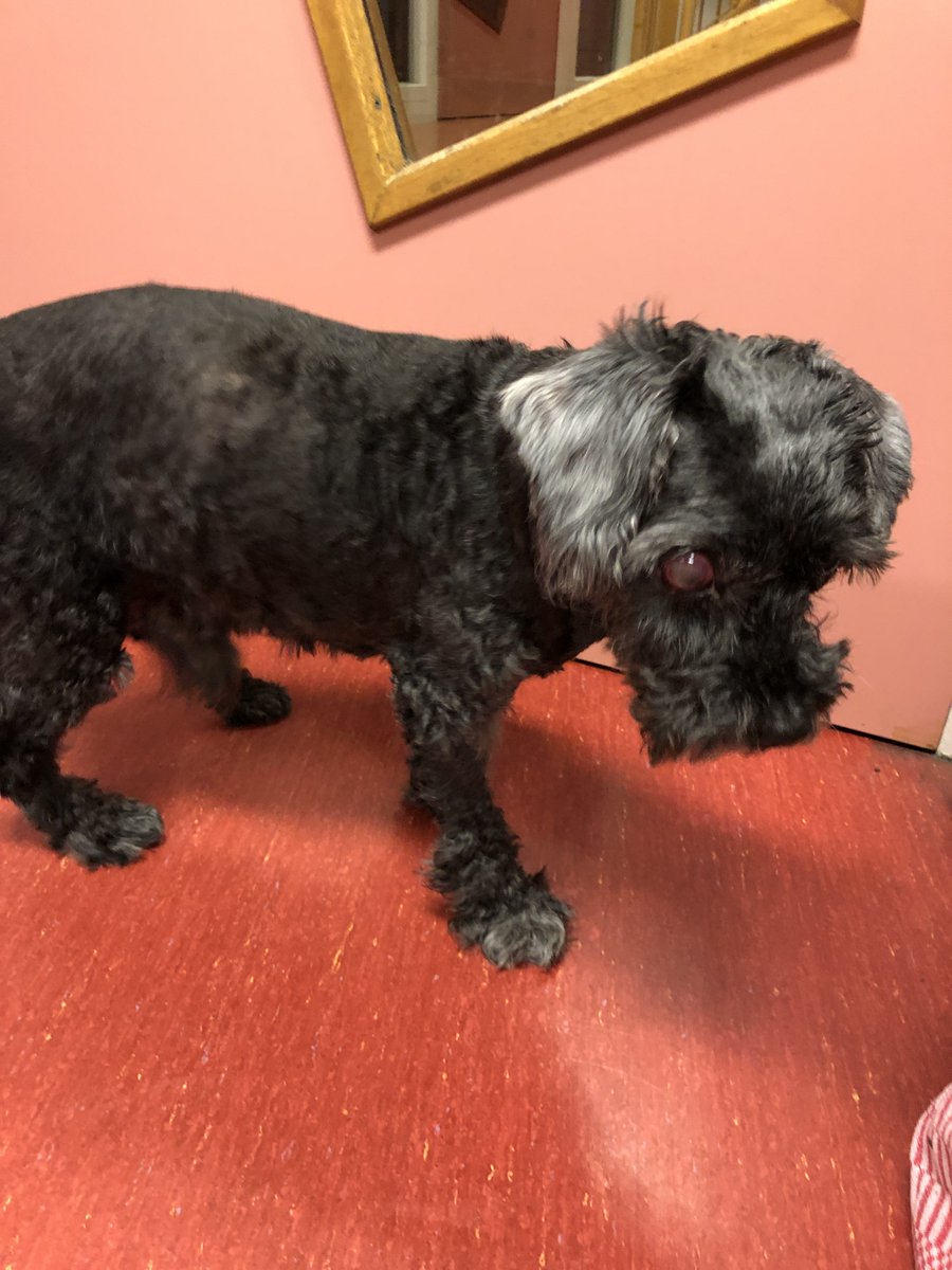 DierenAmsterdam's tweet image. En deze vreselijk lieve dreutel, lijkt blind, opgehaald bij Camping #DeBadhoeve op de #Uitdammerdijk Buitenlands chipnummer. Oudje moet toch gemist worden! #Help #Vermist #Gevonden #Hond #Reu