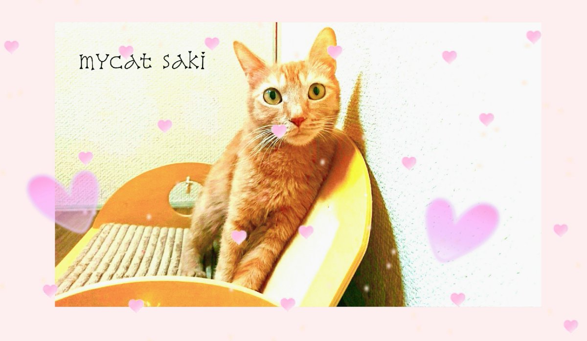 mycat 愛猫(*´˘`*)♡♡♡