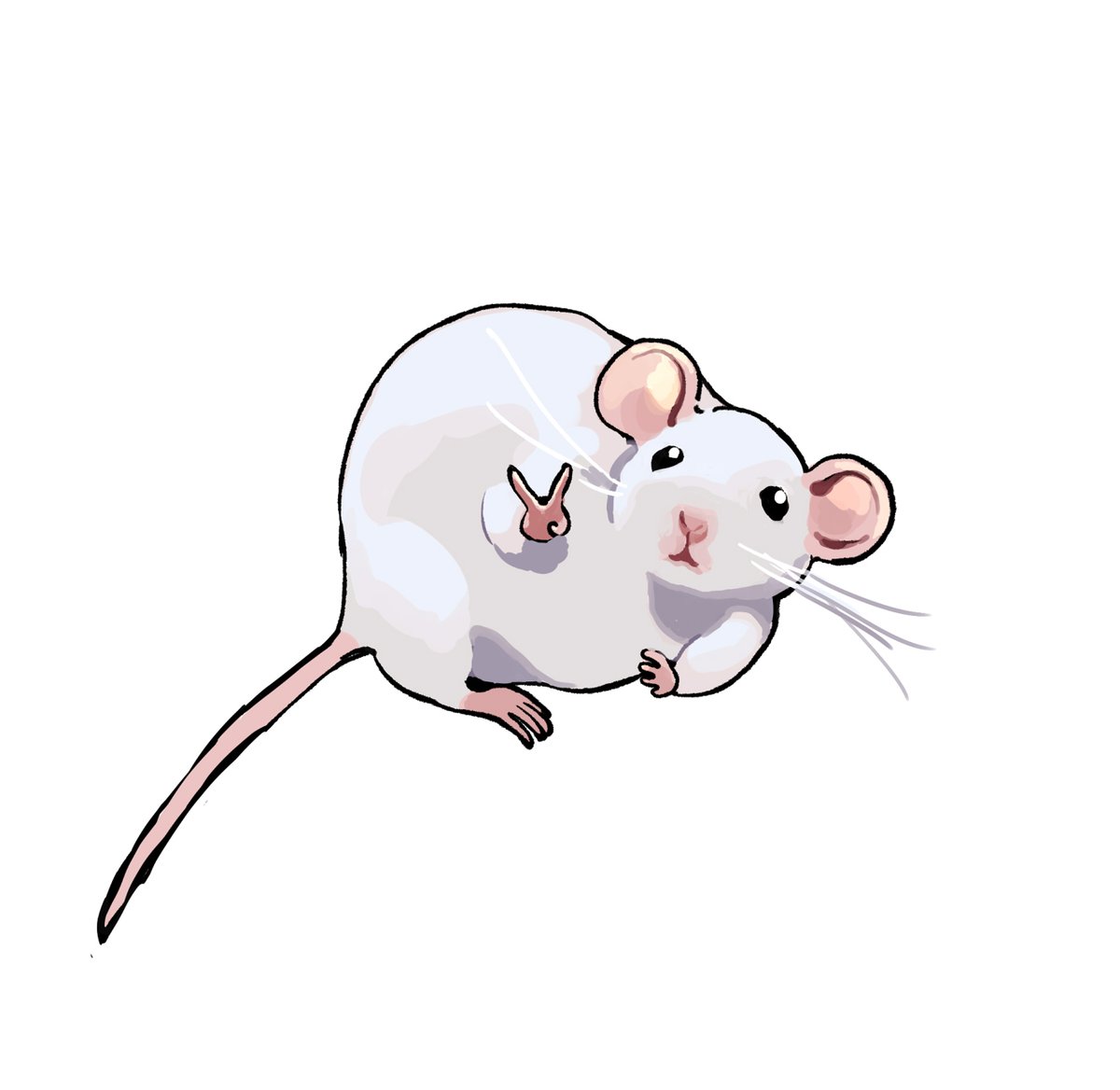 no humans white background simple background animal focus mouse animal v  illustration images