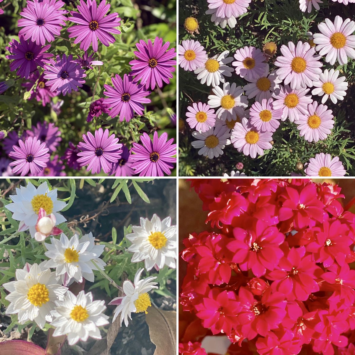 NumeracyNow (@numeracynow) on Twitter photo Will you join the #Septemberstem #photoaday challenge? Here is some inspiration from the September 1st prompt - SPRING. I wonder why flowers are so colourful? Do you know? <a href="/CatholicEdParra/">Catholic Schools Parramatta Diocese</a> #mathematics #science #stem Will you join the #Septemberstem #photoaday challenge? Here is some inspiration from the September 1st prompt - SPRING. I wonder why flowers are so colourful? Do you know? <a href="/CatholicEdParra/">Catholic Schools Parramatta Diocese</a> #mathematics #science #stem