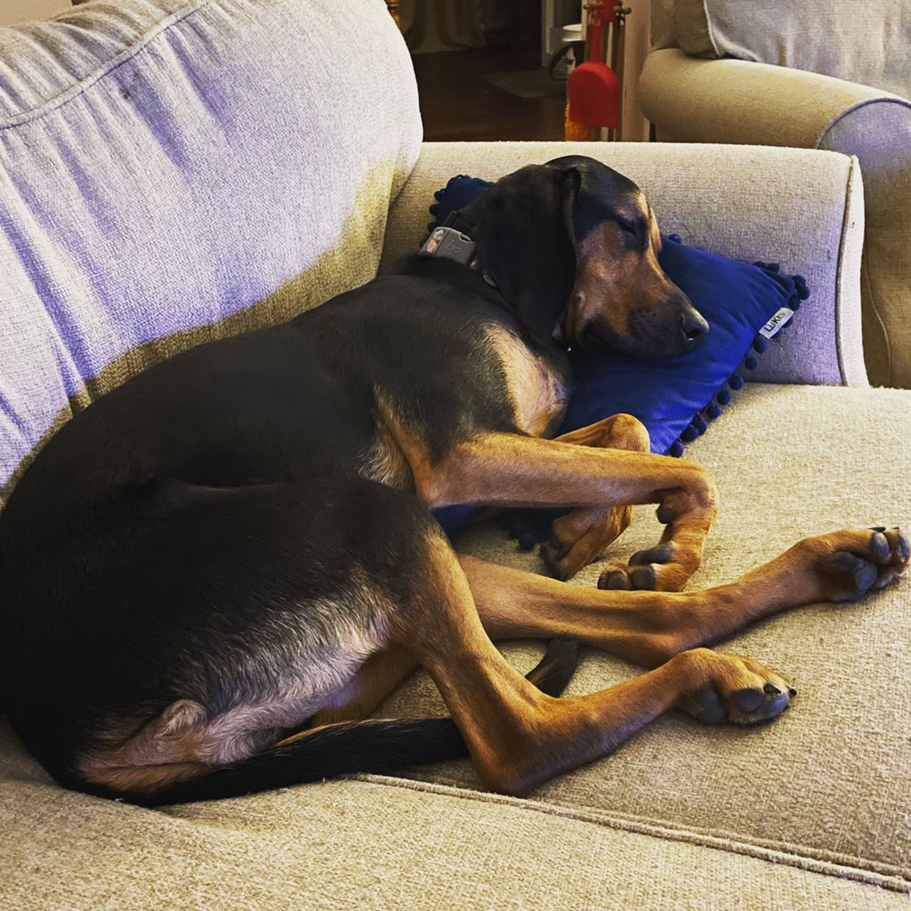 trishaleighKC's tweet photo. Spoiled dog needs a pillow, obvs. #dogsofinstagram #coonhoundsofinstagram #spoileddog https://t.co/0QJPXeR3Ns