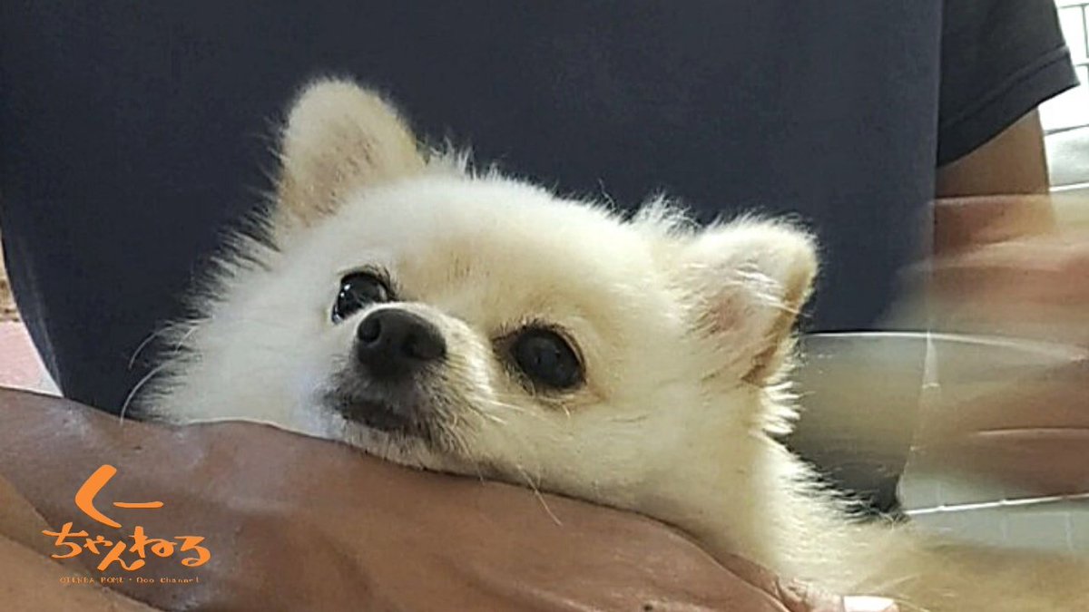 くーちゃんねる Koooochannel V Twitter ブラッシング気持ちいい うっとり そんな くーちゃん ポメラニアン 犬のいる暮らし 犬好きな人と繋がりたい わんこ ペット ポメラニアンのいる暮らし ポメラニアン部 うちの犬 犬の気持ち