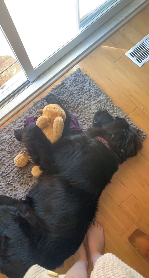 CornickJcornick's tweet photo. Our sweet pup.  Especially sweet while asleep.🐾🖤🐾 #newflife https://t.co/Q5gTjPMV5m