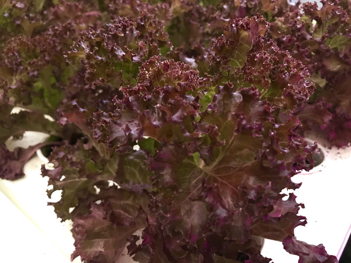 umathefarm's tweet photo. How beautiful are these red lettuce! 😍
These are a great addition to your vegetable salads, as they taste good and are an excellent source of nutrients 🥙 Plus, they look really appetizing too (perfect for encouraging the young ones to eat their veggies 😅)! 
#uma #redlettuce https://t.co/nzHENkVJme