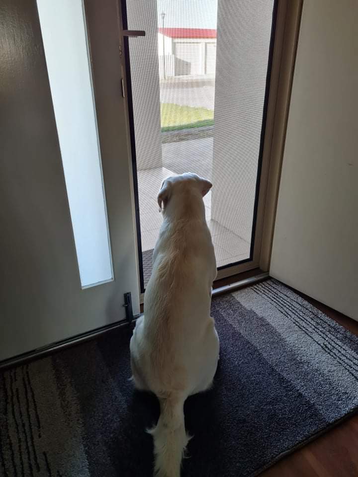 lab_franklin's tweet photo. Just waiting for the school bus to take me to work. I love going to school! https://t.co/dJGbJMO0bg