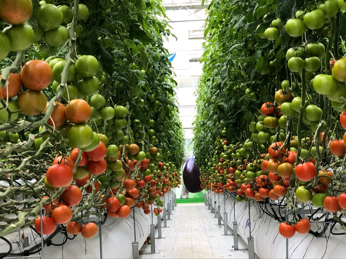 DefarmerAlex's tweet photo. Farming is no more a dirty job.. we can even sleep here 👍🏽.. the future is promising https://t.co/8T14bmu6ZW