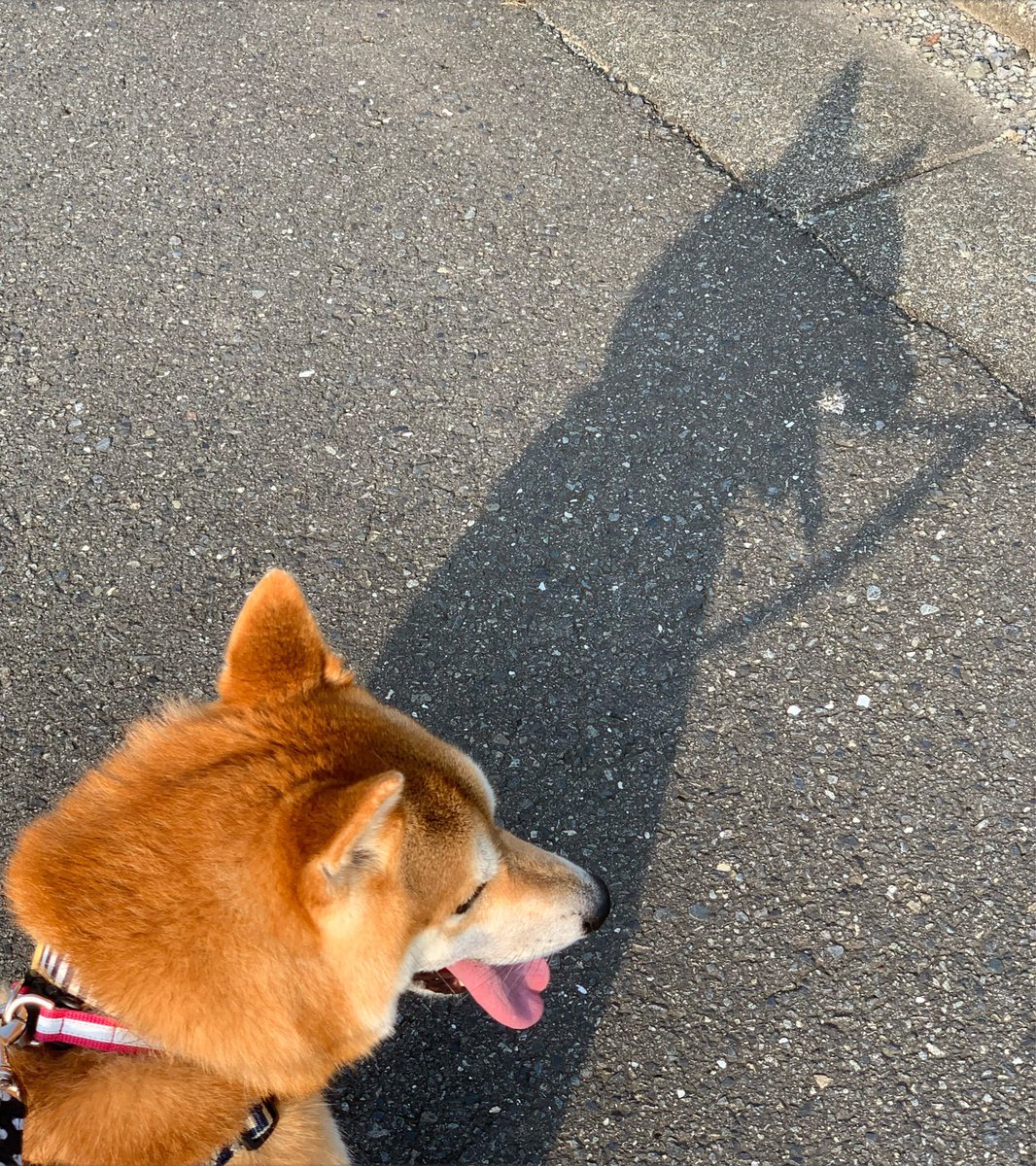 chofu0711's tweet photo. 柴犬ホクト、影がくっきりとした柴犬型でした。
ウォーキングからの抱っこを期待しているニコニコ柴犬の影です。断固たる意志で抱っこ待ちしてますが、現在地、自宅より約2キロ　#2キロの抱っこ　＃途中でおろすとまた抱っこ待ちループ　#2キロ運ばれる柴犬　＃柴犬の影　＃甘柴　＃犬　#柴犬 https://t.co/SG2QtmiLWm