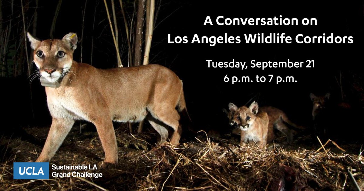 UCLASustainLA's tweet photo. Please join UCLA experts in a special conversation regarding the city's pending Wildlife Ordinance District and the benefits of wildlife corridors on wildlife and Angelenos alike. RSVP now: https://t.co/62tOOhVUIu https://t.co/BmhaVXaWZJ