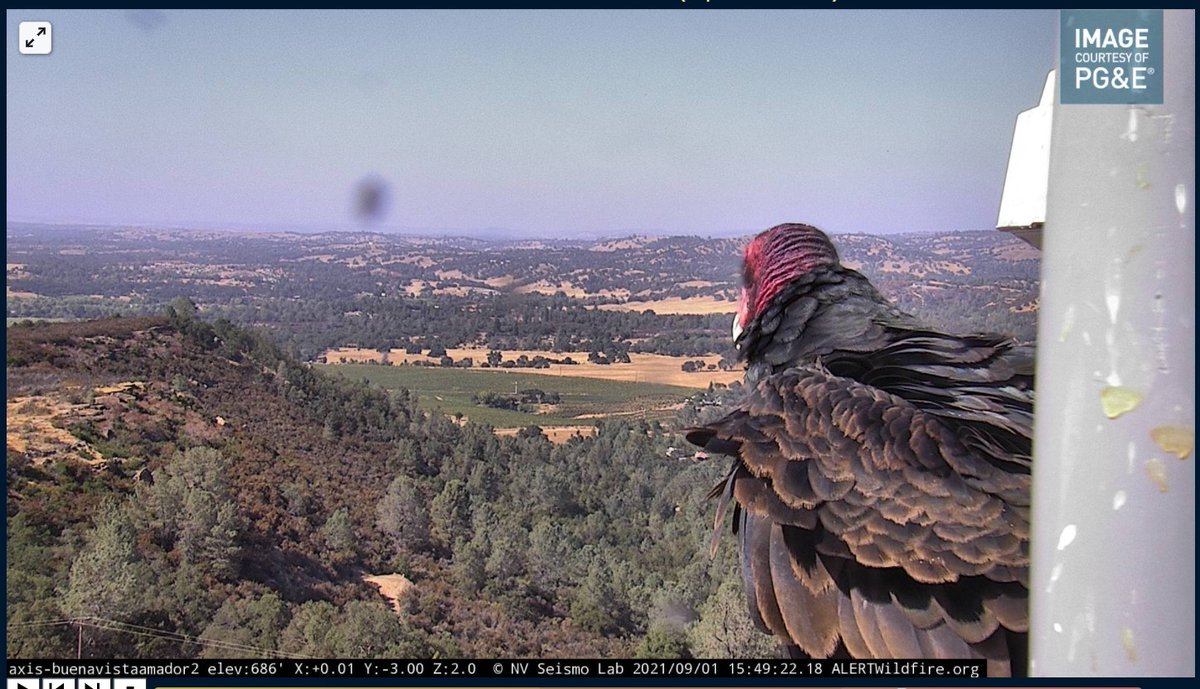 _WhoByFire's tweet image. I caught this fellow on the Buena Vista Amador cam a few moments ago. Even the Turkey Vultures are keeping a watchful eye... #CALDORFIRE