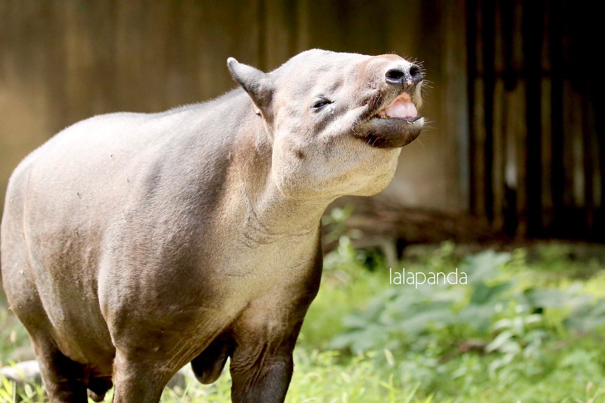 横浜市 金沢動物園にある ベアードバク専用デッキブラシ 見つけると駆け寄り 恍惚ゴロンしてかわいい 気持ちよさそう 2ページ目 Togetter 横浜市 金沢動物園にある ベアードバク専用デッキブラシ 見つけると駆け寄り 恍惚ゴロンしてかわいい 気持ちよさそう 2ページ目 Togetter
