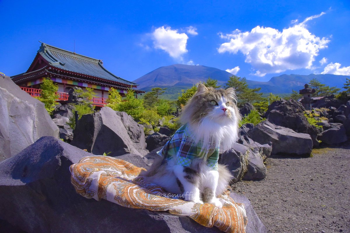 ＼ 絶景にゃ！ ／
　　　😸

#猫好きさんと繋がりたい
#カメラ好きな方と繋がりたい
#散歩猫 #猫散歩 #旅猫
#adventurecat