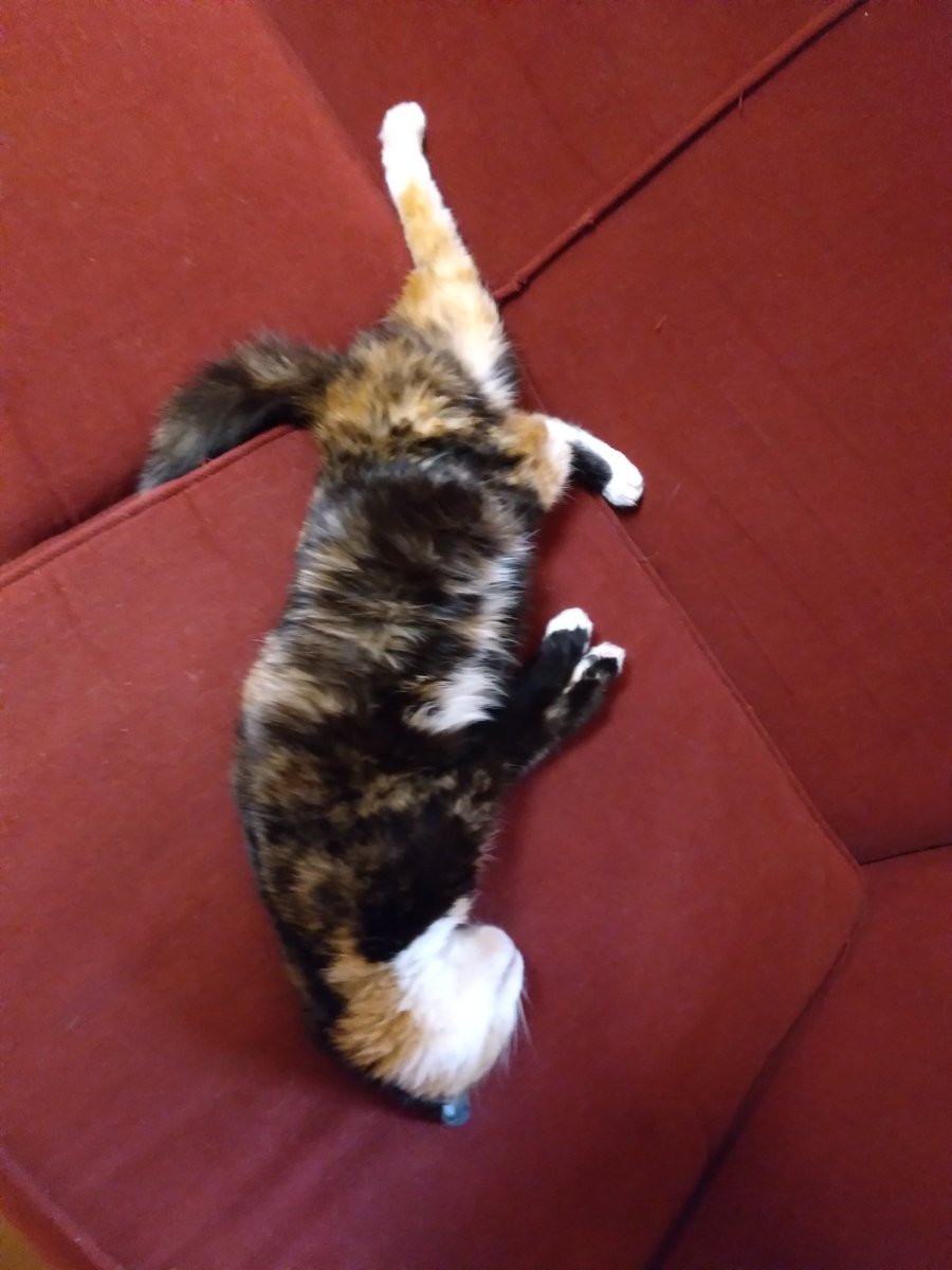 milkystar64's tweet photo. im crying bro why does she sleep like this https://t.co/JgVM3hkMYI