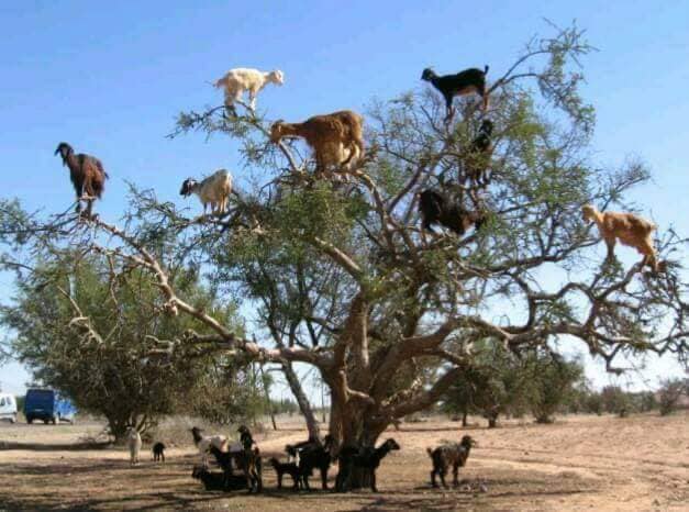 In Morocco, North Africa, goats climb Argan trees to consume delicious berries.