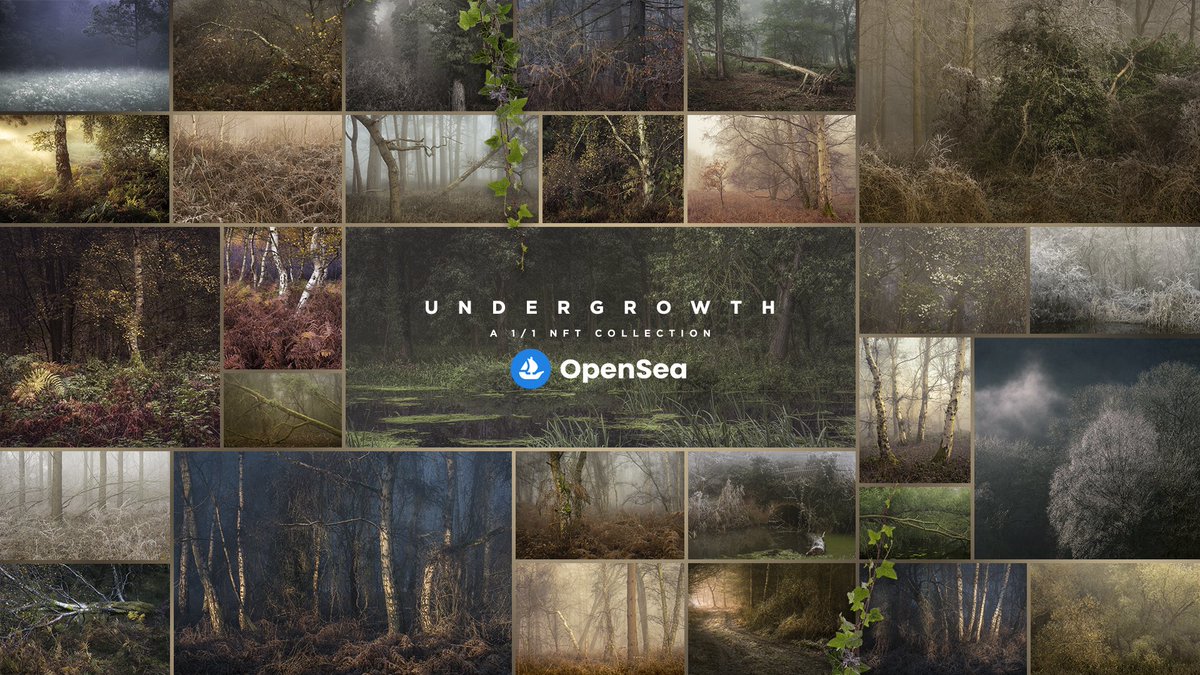 jellyfire1's tweet photo. My collection of intimate woodland images looking at - Undergrowth - all priced at 0.25Ξ @opensea https://t.co/MwUvpldCos https://t.co/Twl1tyy2DH