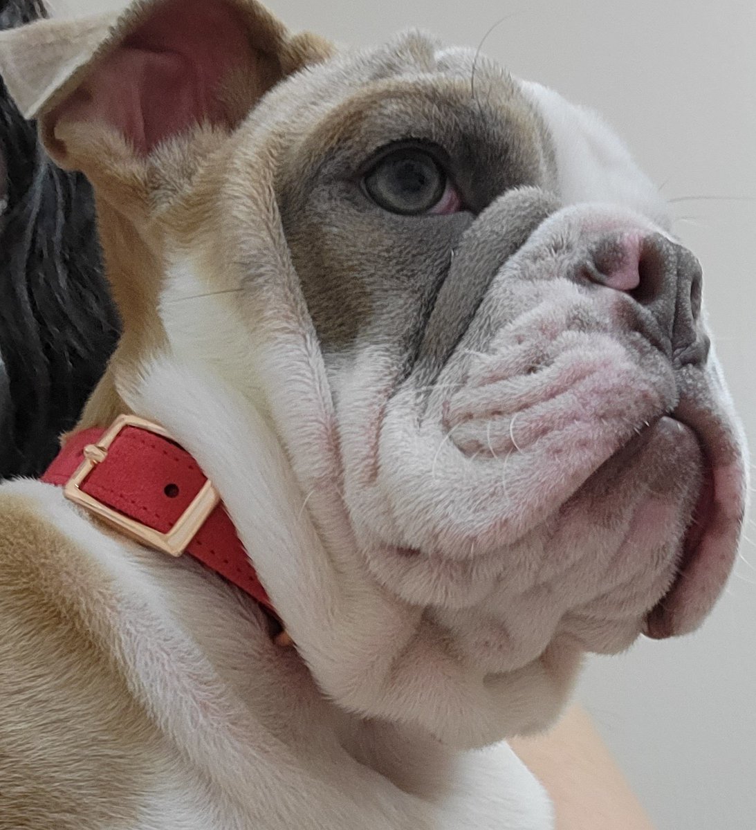 TeetaBulldog's tweet photo. So...when the weekend gunna get here!?! Mr Pickles realized it's only Wednesday 🥒💚
#MrPickles #Wendesday #weekendnow https://t.co/LgF3qmIE92