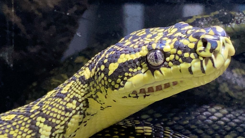 habaero946's tweet image. ダイヤモンドパイソン
絶賛拒食中ー

#carpetpython
#インランドカーペットパイソン
#Inlandcarpetpython
#イリアンジャヤカーペットパイソン
#キミカブラックアルバーティス