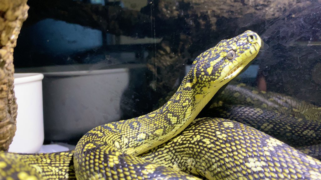 habaero946's tweet image. ダイヤモンドパイソン
絶賛拒食中ー

#carpetpython
#インランドカーペットパイソン
#Inlandcarpetpython
#イリアンジャヤカーペットパイソン
#キミカブラックアルバーティス