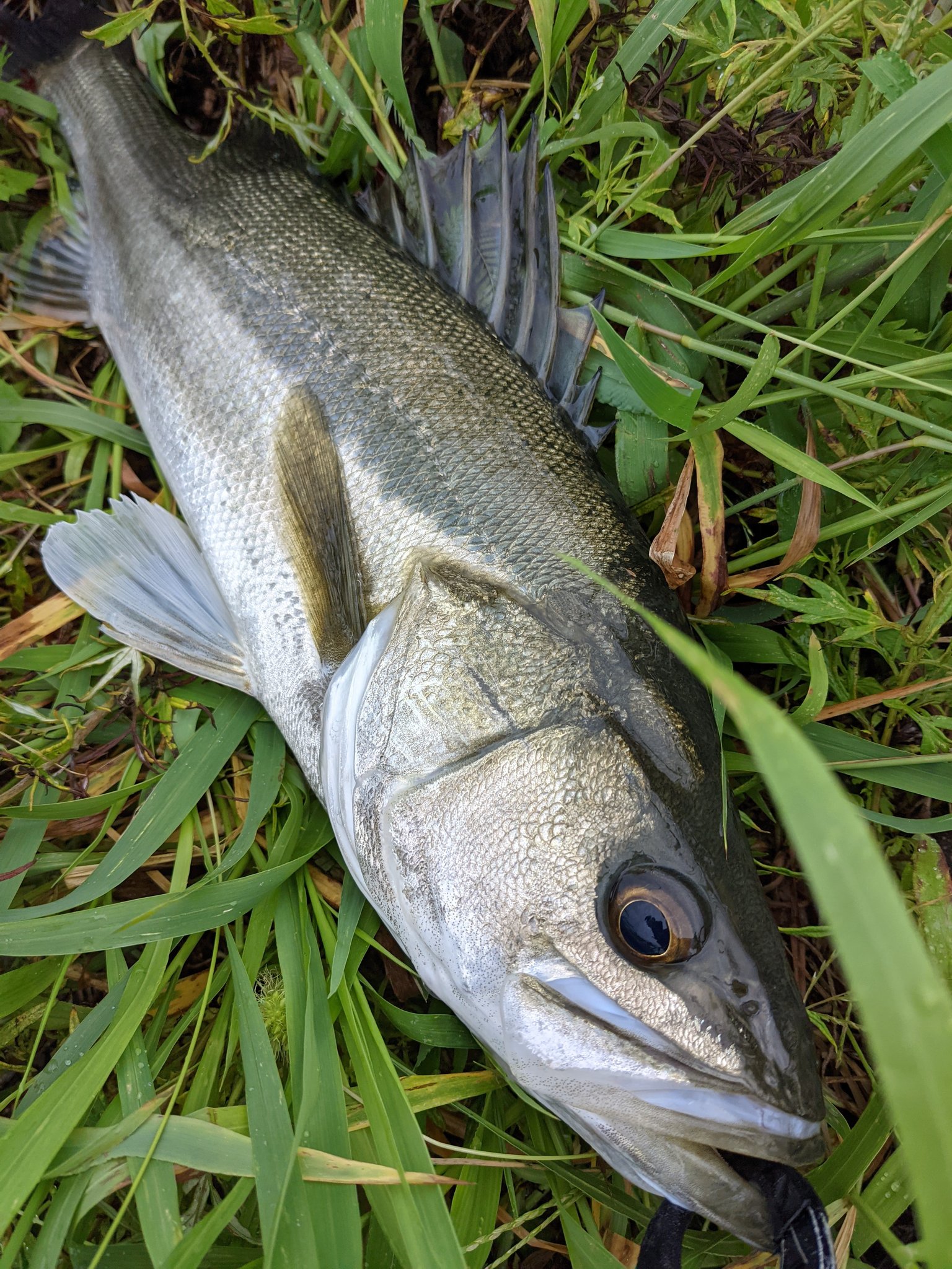 スーサン - অনুসন্ধান / X