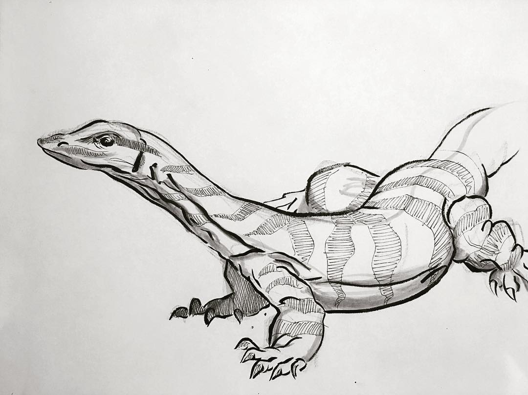 Monitor Lizard Drawing