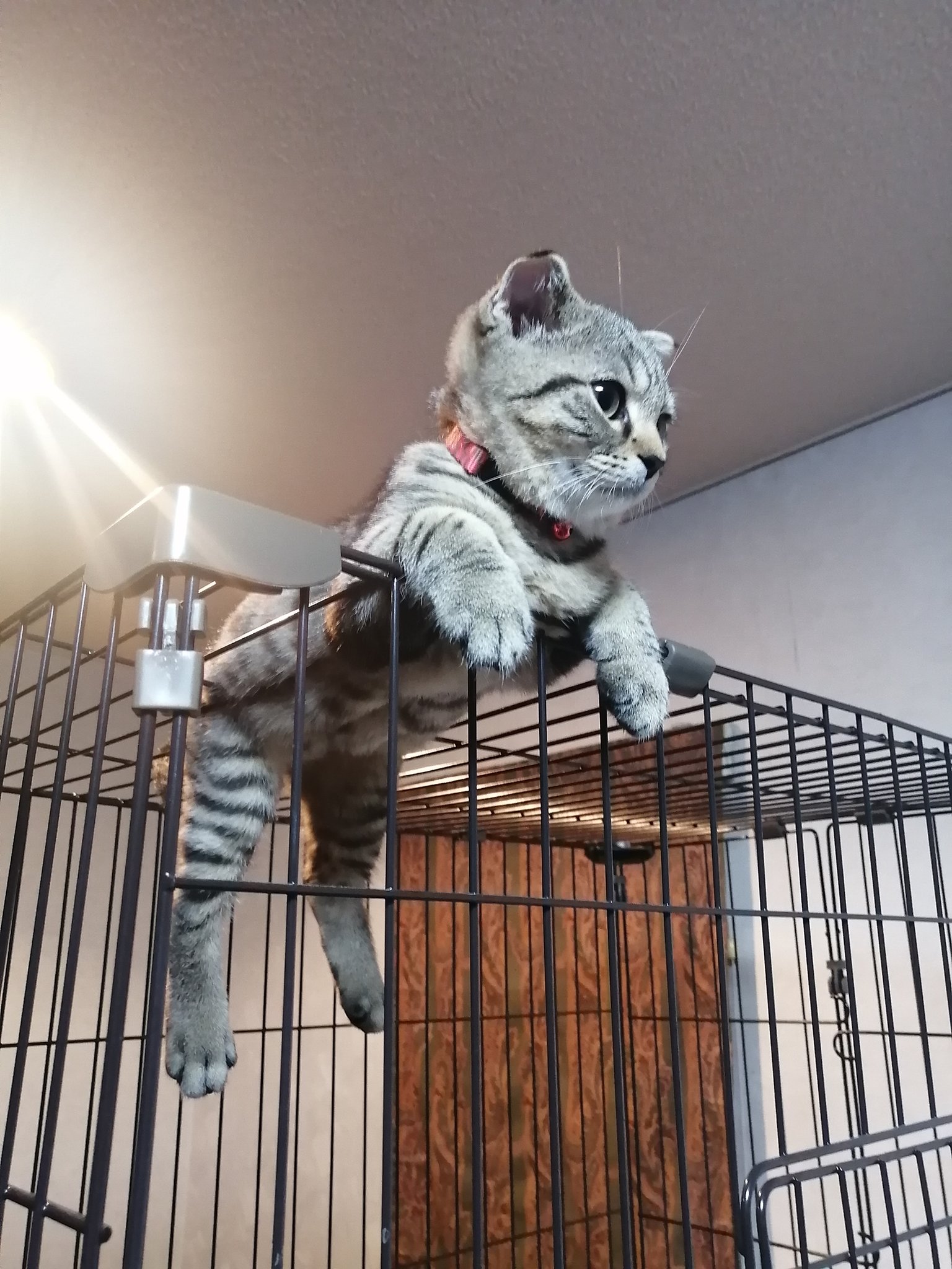 かえで ひのき V Twitter ドヤ顔してるけど体勢とはみ肉が凄い猫 スコティッシュ スコティッシュフォールド 猫好きさんと繋がりたい かえで ひのき V Twitter ドヤ顔してるけど体勢とはみ肉が凄い猫 スコティッシュ スコティッシュフォールド 猫好きさんと繋がりたい