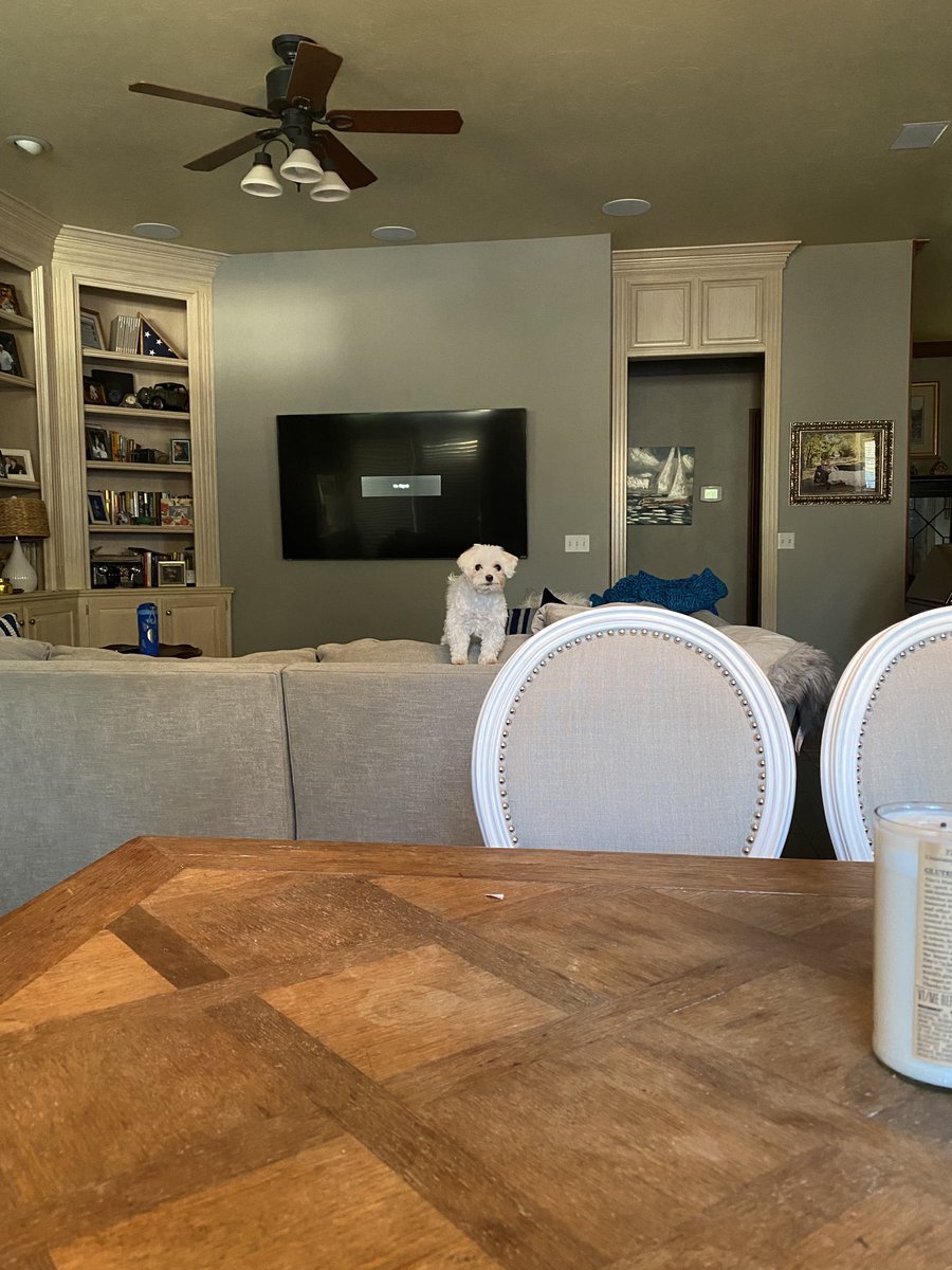 lisamightydavis's tweet photo. I think she wants something…. #readmymind #roxydoodle #maltese https://t.co/1i3tByfbnX