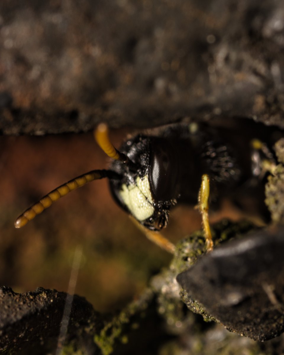 JohnReedPavan's tweet photo. The decaying iron railings in Carl Schurz Park have become excellent habitat for jumping spiders and smaller bees, such as this masked bee.

#maskedbee #entomology #bugs #insects #nature #wildlife #pollinators #bee #ironrailing #shotoncanon #luminarai #venusoptics #carlschurzpark https://t.co/seVlDWiSMj