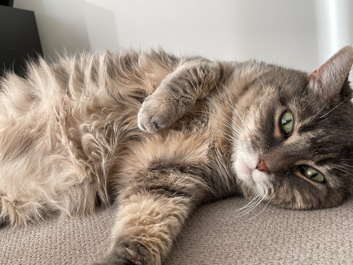 chant_b's tweet photo. “Freedom” protests in front of our hospitals for our burnt out healthcare workers to see &amp; hear today. Take me back to when we CHEERED for them nightly instead of this dystopian reality 🔥 🗑. Or just make me a 🐱  w/ a floofy belly whose only concern is when I’ll be fed treats. https://t.co/KX6eQV7ekA