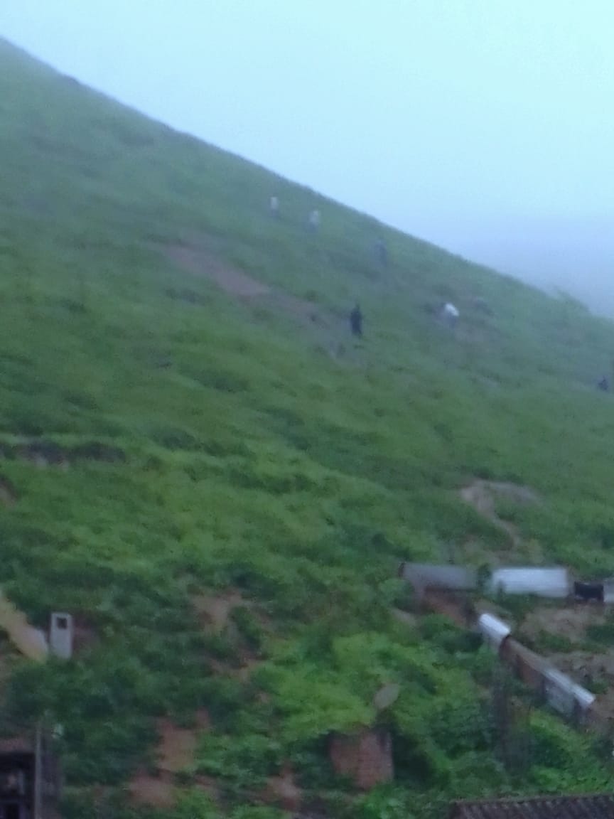 ¡Ahora de día también! El atentado contra la loma no cesa. 
A pesar de las denuncias forestales a través de <a href="/SerforPeru/">Serfor Perú</a>
Y de tener conocimiento @PgrlmM, no ha habido acción inmediata. 
La situación se sigue agravando.
#SOSLomas
#EcosistemaFragil