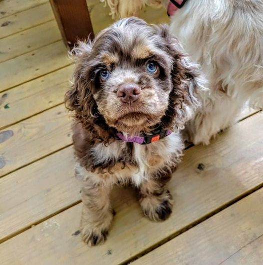 CockerGuild's tweet image. Missandei is growing so fast, she has great personality and soooo much energy.