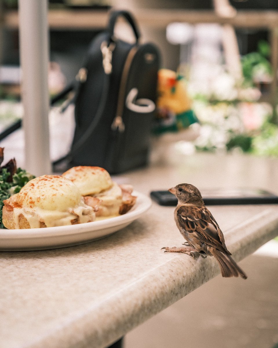 studpham's tweet image. look at this birb schemin' 👀