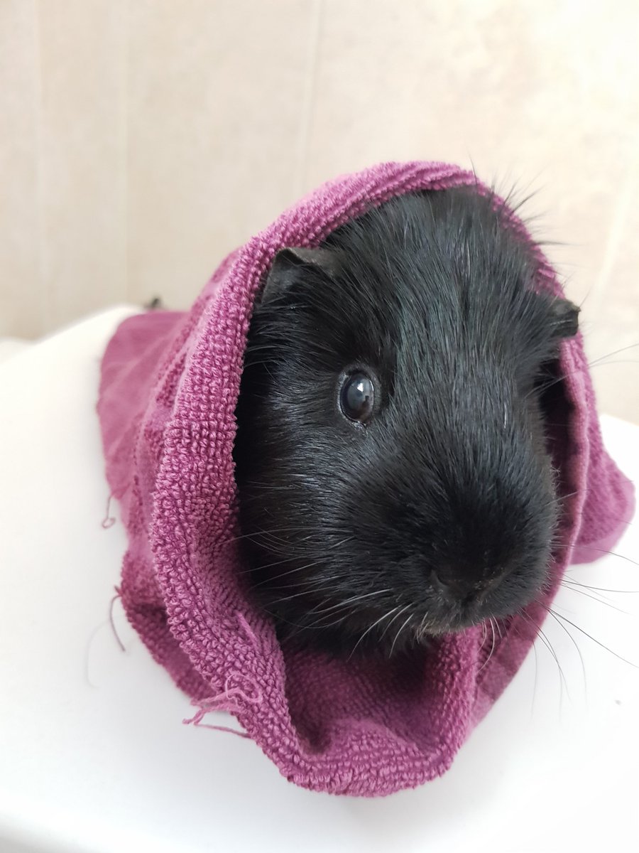 divildomi's tweet photo. let me raise a toast, to the girl i love most; blueberry https://t.co/ec91WAVxkH