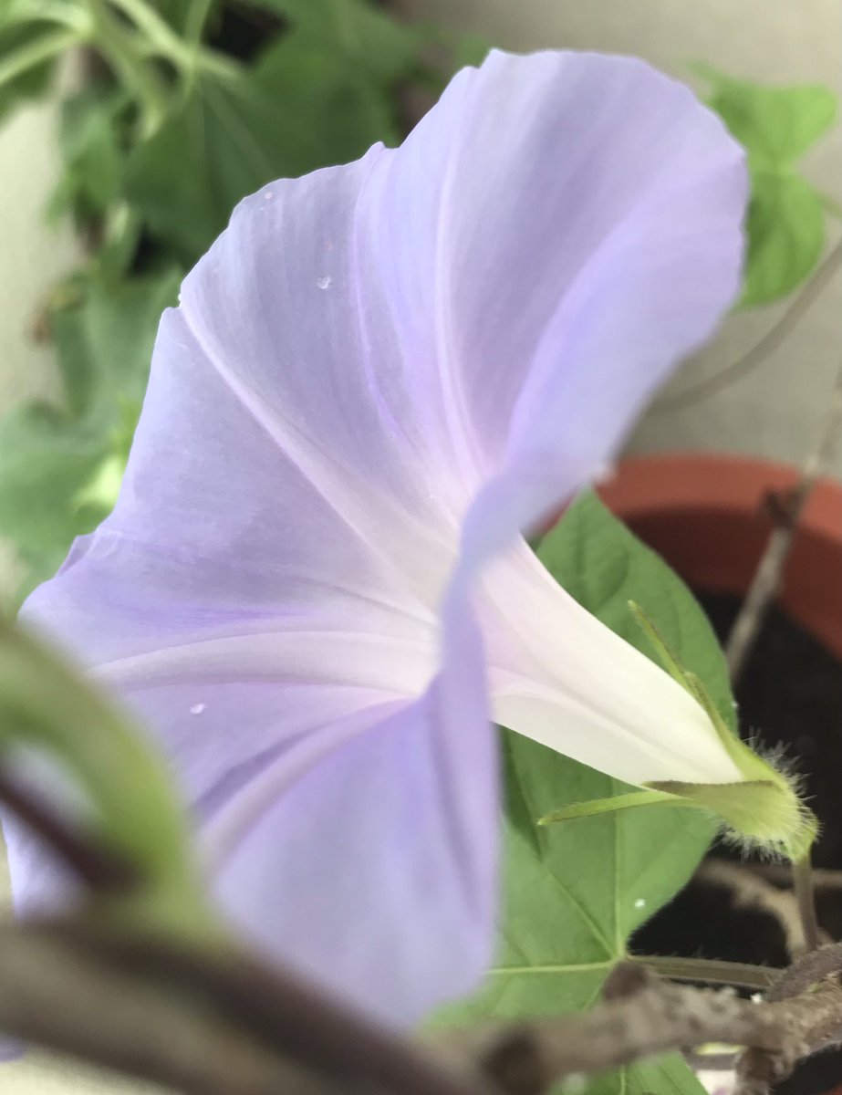 スイカの種を諦めたかわりに次男が植えた向日葵がようやく咲きました

あと植えた覚えのない朝顔も咲きました 