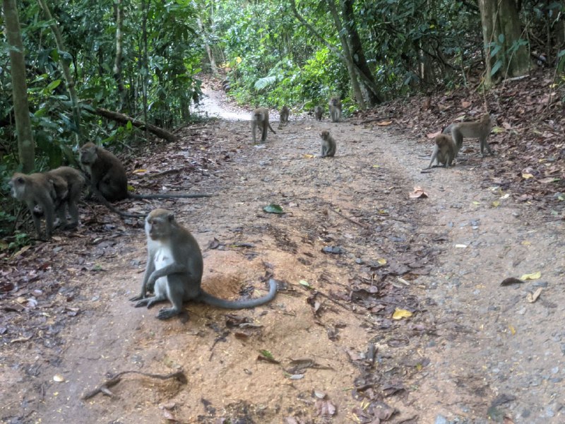 <a href="/catnip_exchange/">𝙘 𝙖 𝙩 𝙣 𝙞 𝙥</a> Monkeys!