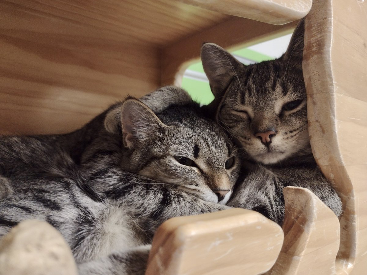 Iris & Hickory are completely unrelated, but since coming to #SPCAWake they've adopted each other! Every day they're cuddling in a cat box and grooming each other ❤️ Take these sweet kitties home with 50% off adoption fees this week for #ClearTheShelters! spcawake.org