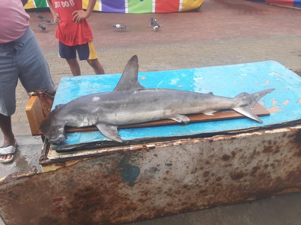 Por imágenes como éstas pedimos #MoratoriaYa. Miles, sí, miles de #tiburones son capturados mensualmente en aguas de #Ecuador. Aducen que es pesca incidental, es decir, que “cayó” por casualidad. Una y mil veces #MoratoriaYa <a href="/BiodiversidadAN/">Comisión de la Biodiversidad y Recursos Naturales</a>