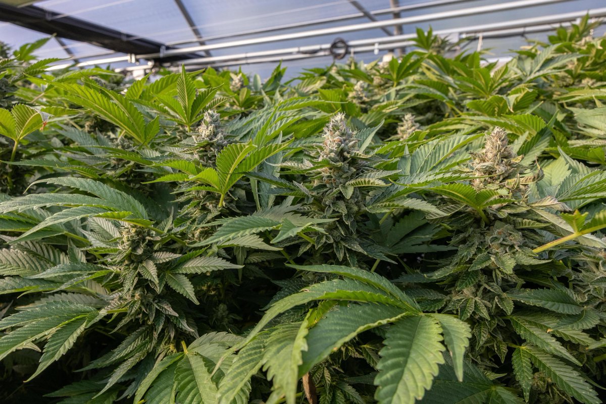 cookiesglobal's tweet photo. Full late stage grow at our One Log facility in Humboldt, CA 🌱🌱🌱 https://t.co/O4orPPcAzt