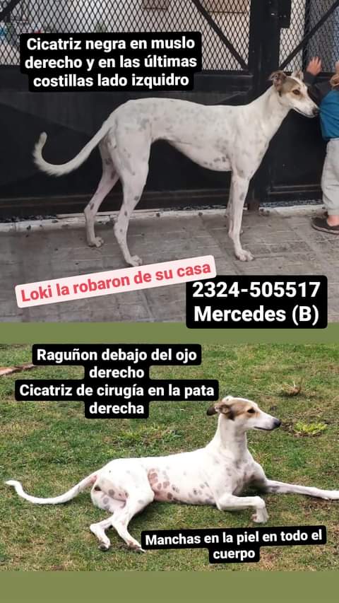 cataapinero's tweet photo. Seguimos en la búsqueda, no vamos a parar hasta que te devuelvan Loki!🙏🙏 https://t.co/uHfsCGxyAg
