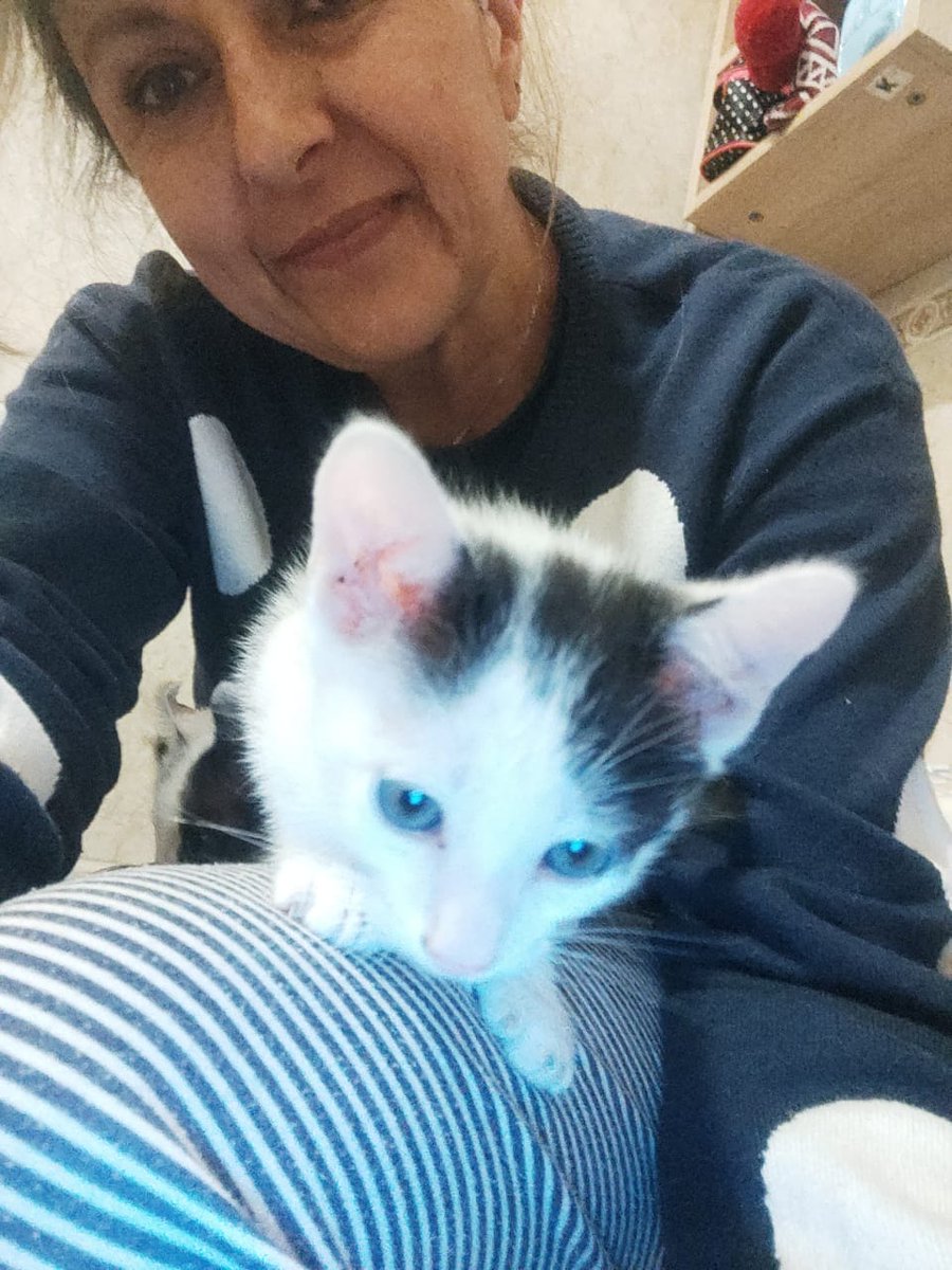AdoptaAl's tweet photo. Hermosos mininos  en adopción responsable inf 3006390592 milena Camargo whatsap @AdoptaAl https://t.co/AArShwxIZP