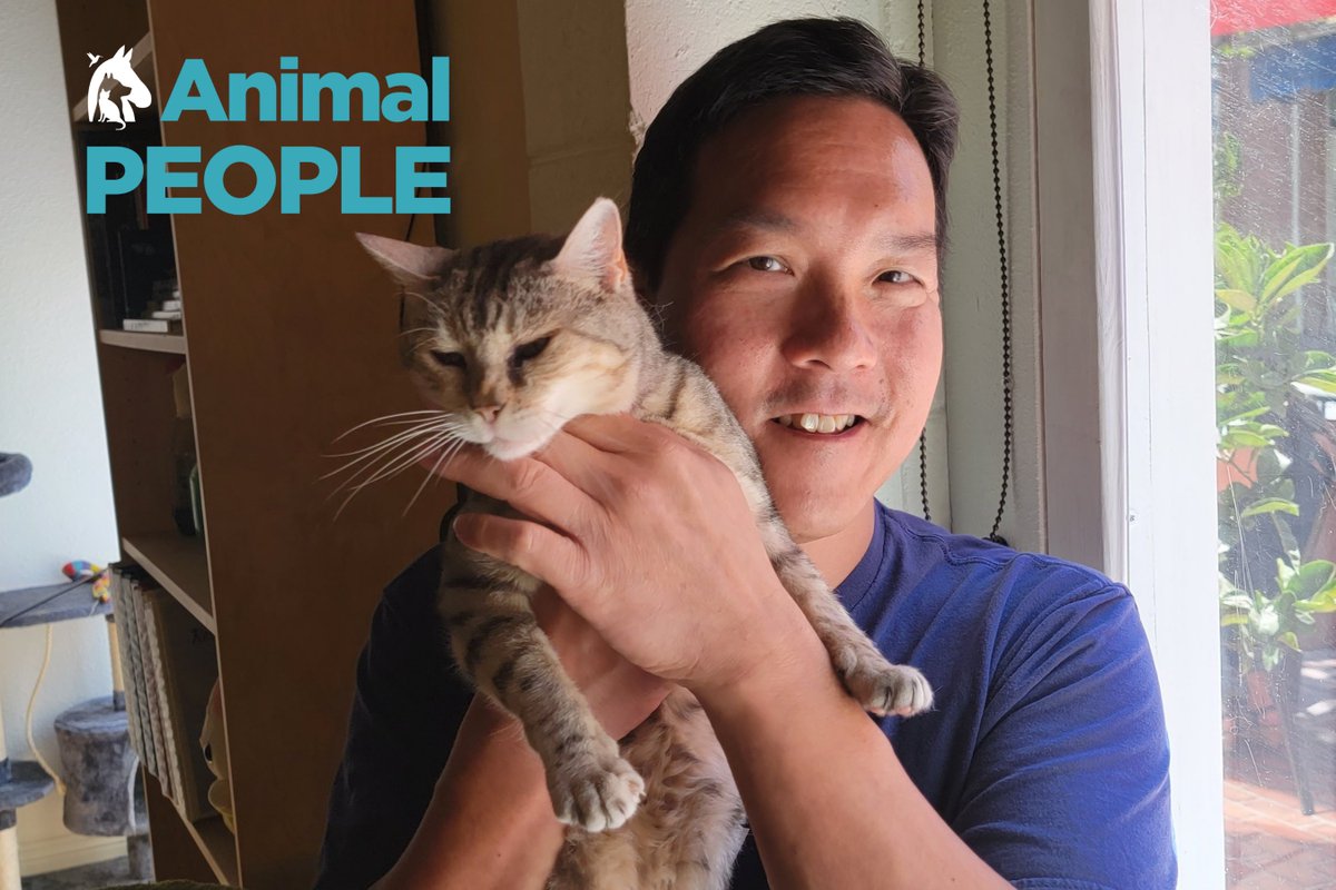 sdhumane's tweet photo. A plain coffee is fine, but how about a cat with your cappuccino? @CatCafeSanDiego founder Tony Wang opened the first cat cafe in SoCal, giving guests an un-fur-gettable experience while helping cats find new homes! Check meowt our interview with Tony at https://t.co/75or5HWBAr. https://t.co/ZtERspJSqG
