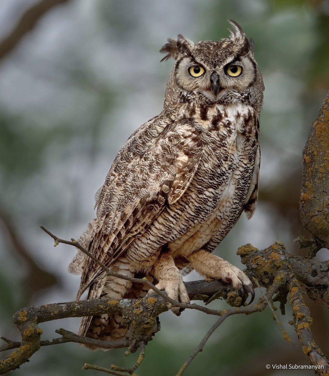 vishalfoto's tweet image. A beautiful  great horned owl I photographed!  #owl #greathornedowl #california #nikon #NaturePhotography #wildlifephotography
