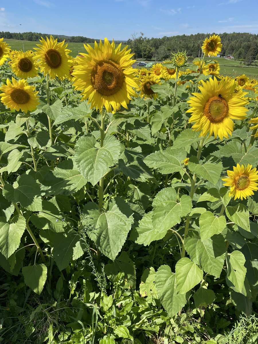 ms_nemeth's tweet photo. @bwalsh125 my pictures may not be as great as yours but I had a great day!! Fields of sunflowers and kites made a great last day of summer break!! https://t.co/c3ZBIo1m00