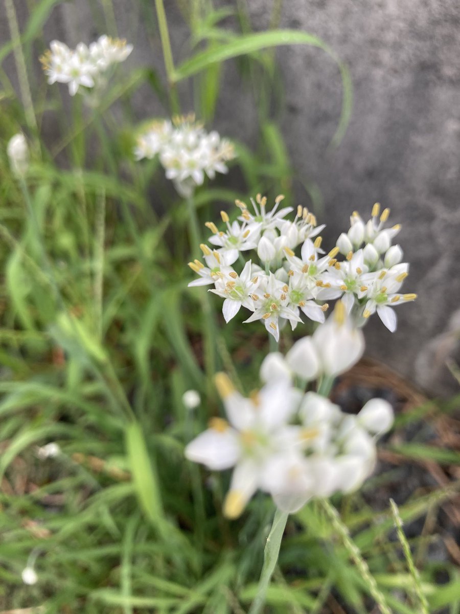 junjun77jk's tweet photo. 朝の散歩で見つけた花
#何の花 ? https://t.co/xWAfooCPFc