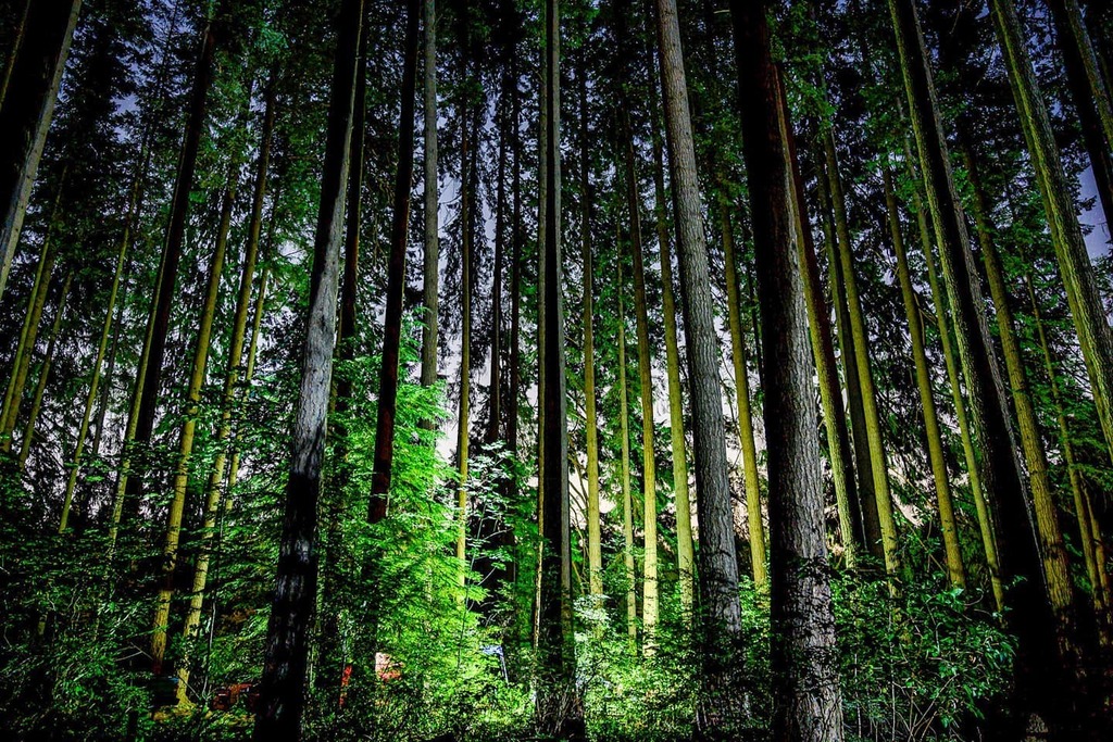 grimace_ing's tweet photo. Camping in California, 2021.

#thatonetime #California #everydayCA #woods #camping #nightshots #campout #getoutdoors #forest https://t.co/2aXxASOlV4 https://t.co/O0NqV766iS
