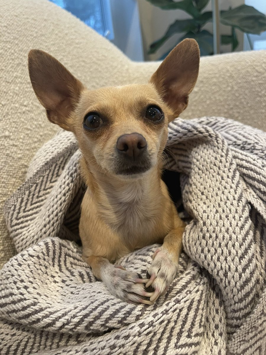 Honey’s been trying to contact you about your car’s extended warranty