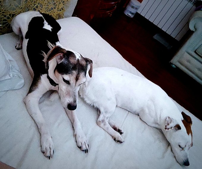 Due dei miei cinque cagnolini , Milo e Shila, che dormono nel mio letto 😜😜😜  https://t.co/wTXZjUBbQu #cani<a href="/tag/models"class="tags"><span>#models</span></a><a href="/tag/love"class="tags"><span>#love</span></a><a href="/tag/amore"class="tags"><span>#amore</span></a><a href="/tag/animals"class="tags"><span>#animals</span></a><a href="/tag/pretty"class="tags"><span>#pretty</span></a><a href="/tag/dogs"class="tags"><span>#dogs</span></a><a href="/tag/amour"class="tags"><span>#amour</span></a>