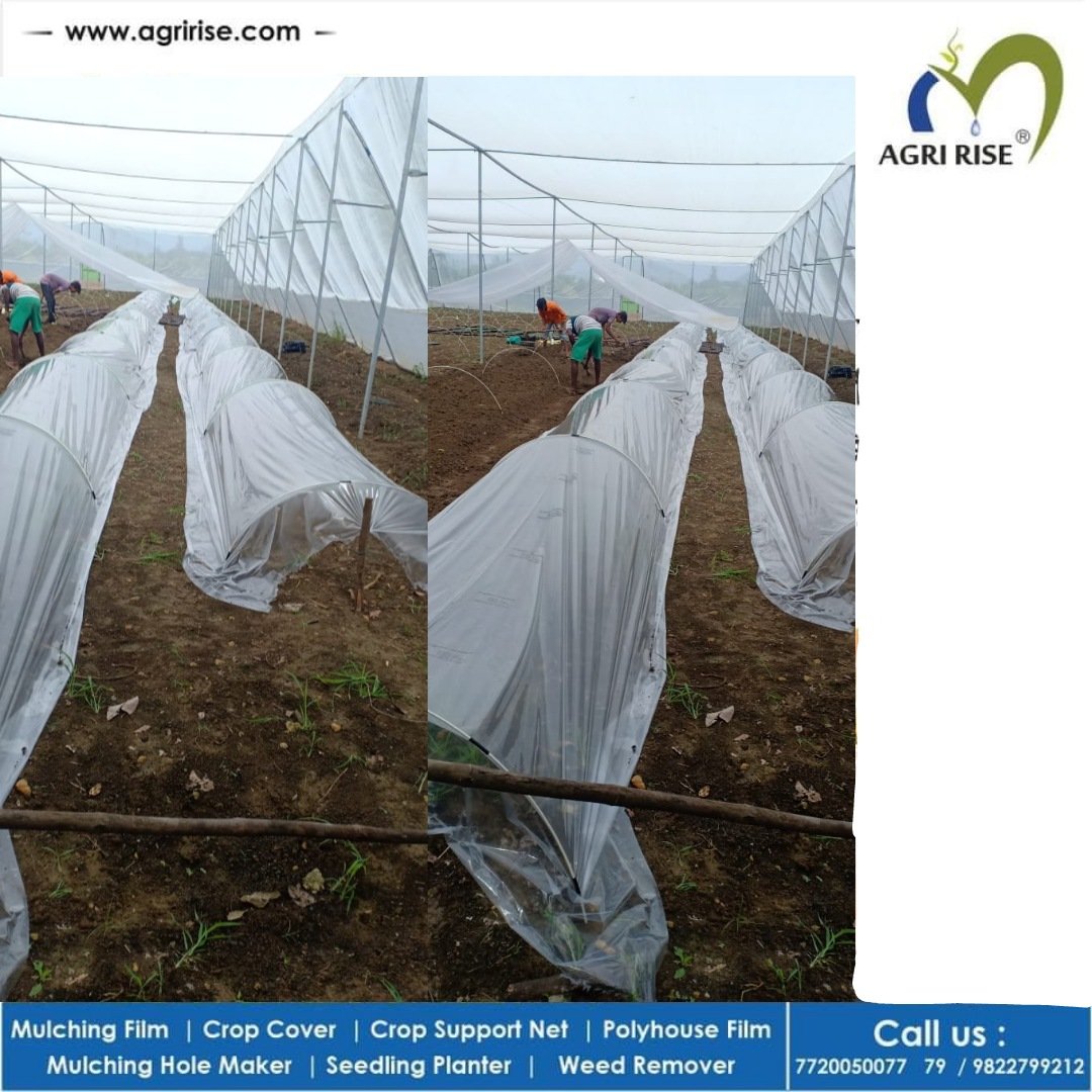 agririse's tweet photo. Protective farming now can started with smaller investment 
#Plasticulture #ProtectiveFarming #CropCover #Neursery #LowTunnel #Agririse 

@FALIAgriculture @icarindia @ICRISAT @vishalgame @nstomar @AjitJisl @JainIrrigation https://t.co/EDzFPYEEum