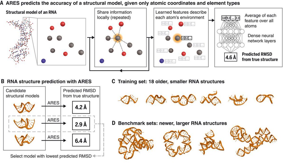 Science Magazine New In Science Researchers Present Ares A Machine Learning Method That Significantly Improves The Computational Prediction Of Rna Structures Over Previous Approaches Learn More T Co P0kalyc74a