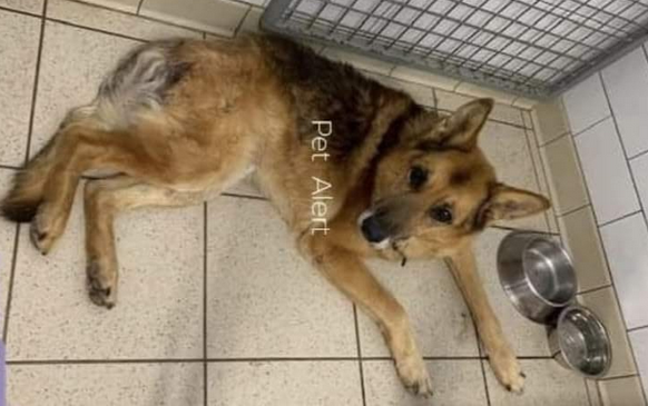 DelavegaPepita's tweet photo. À SAUVER 81TARN🚨URGENT AVANT EUTHANASIE🚨 
Cherche pers aimante &amp; connait les BA 
Déjà ds 1 clinique Véto 1 solution avant ce weekend 🆘 😡
Grogne ds son box car terrorisé 😥
Mourir à cause d'irresponsables 😡🤬
📞0686919831
Asso E.V.A _Espoir de Vivre Animaux 
Catherine Delagne https://t.co/kmSPWCqvdR