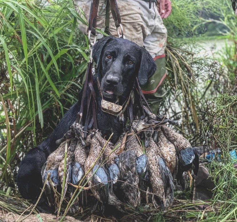 rthib69's tweet photo. Teal season is upon us! https://t.co/ATMPSRLQCl