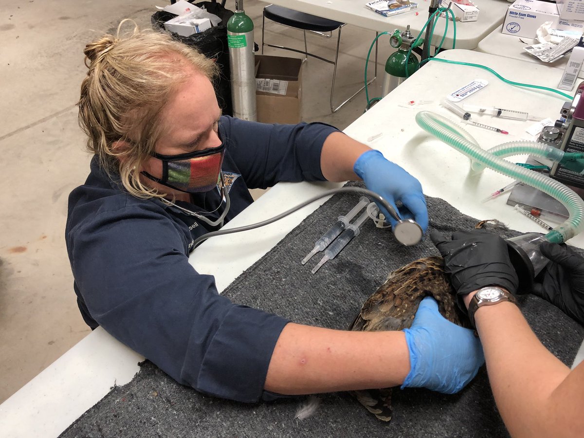 MDC_online's tweet photo. MDC’s Vet Sherri Russell is giving a ruffed grouse an examination before it’s transported to Missouri and released. #ruffedgrouse #MoConservation https://t.co/LpTovrPr5I